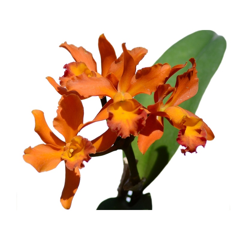 Brassolaeliocattleya Diana Ec
