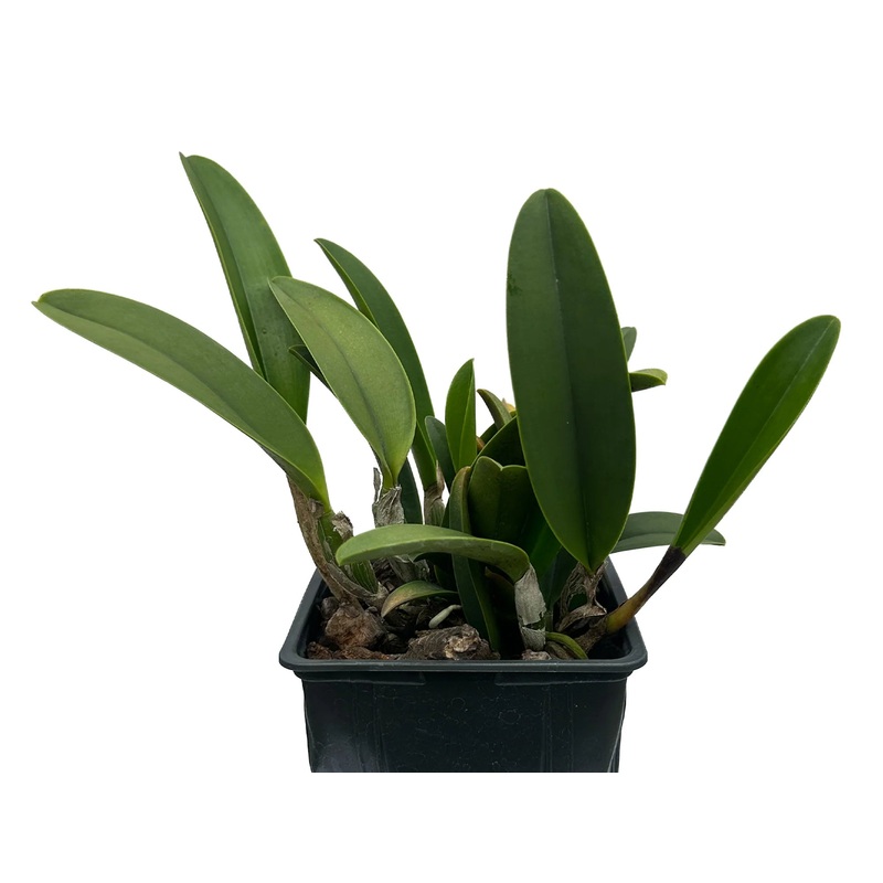 Brassolaeliocattleya Izumi Carol x Catt. Manglesii