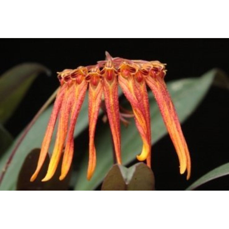 Bulbophyllum farreri Orange/Yellow