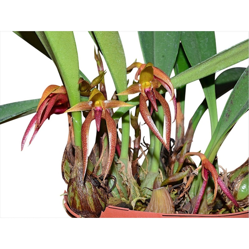 Bulbophyllum papulosum