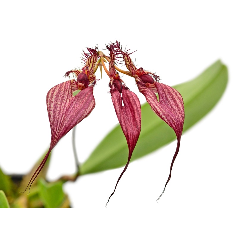 Bulbophyllum rothschildianum .