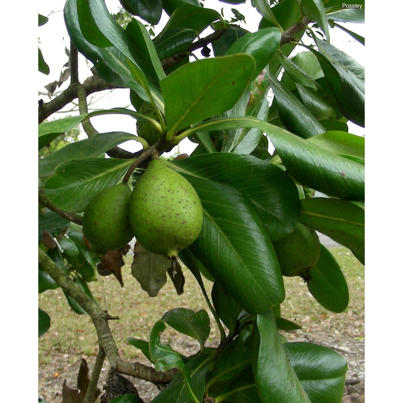 Casasia clusiifolia