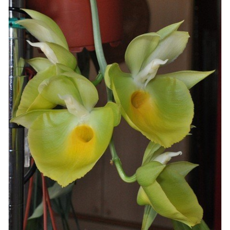 Catasetum pileatum J.Green Gold