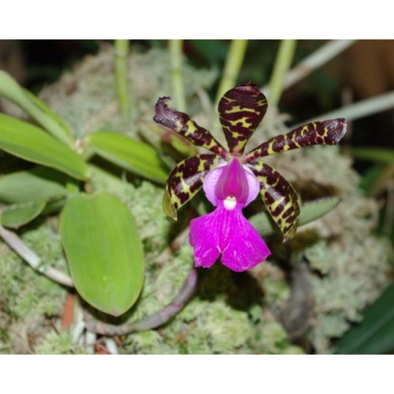 Cattleya aclandiae|5.5 cm|Nee|Ja