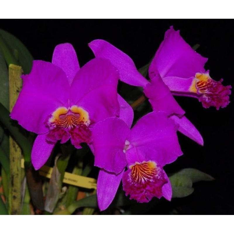 Cattleya lueddemanniana ‘Camila’