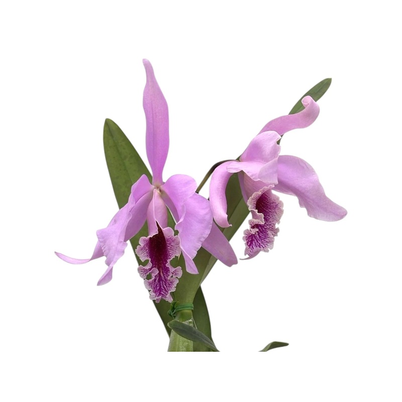 Cattleya Percimax