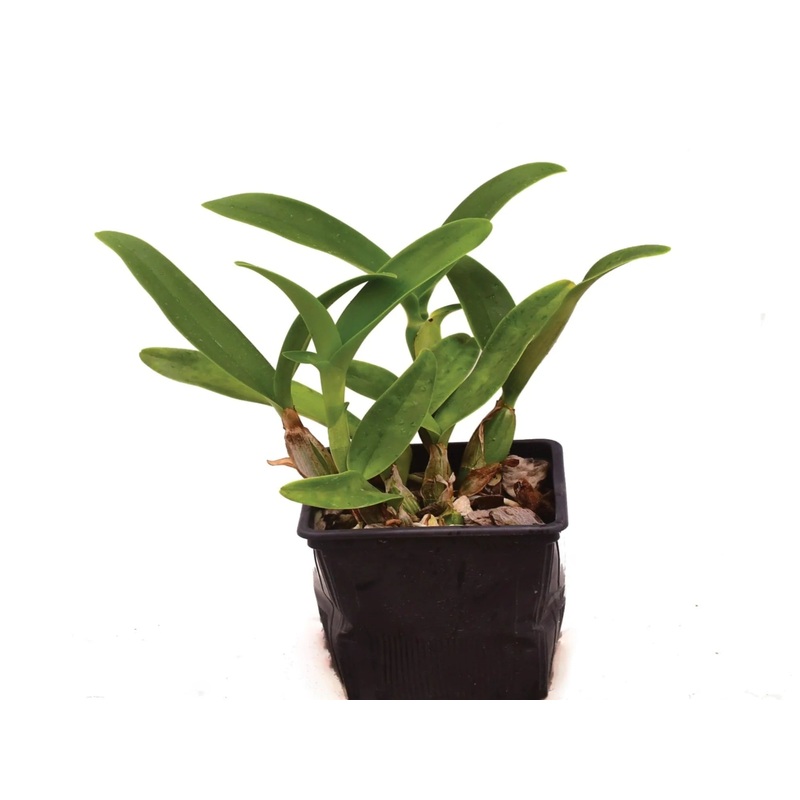 Cattleya skinneri
