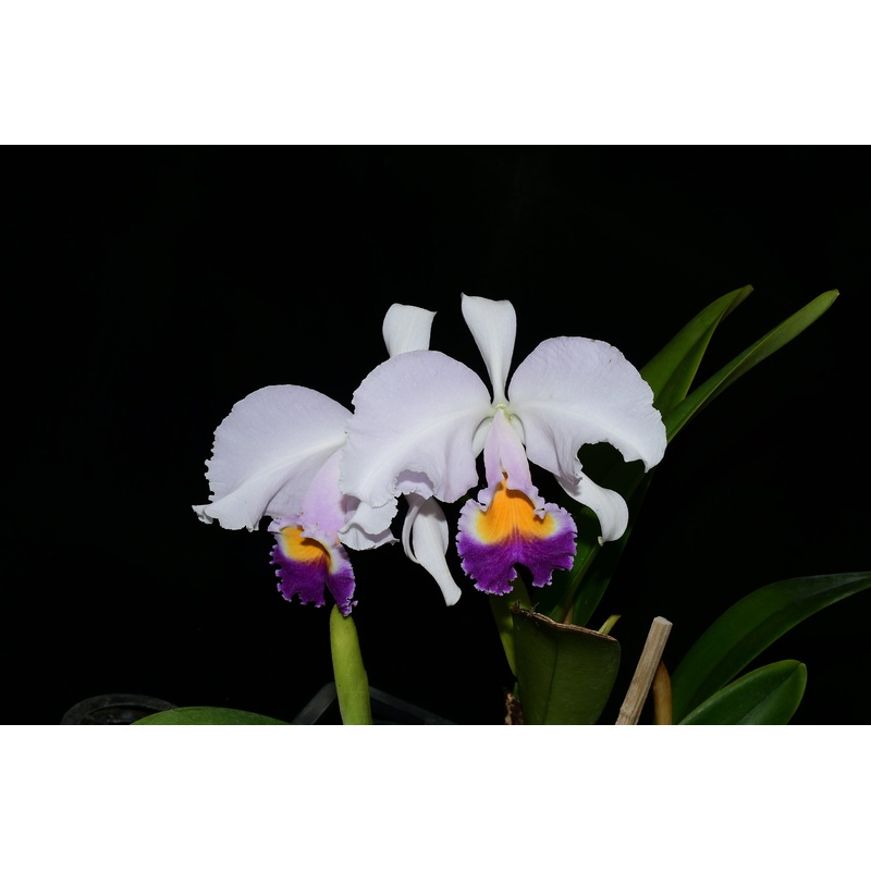 Cattleya trianae f. coerulea