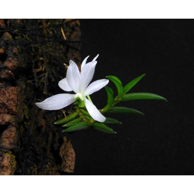 Ceratochilus biglandulosus|Nee|Ja