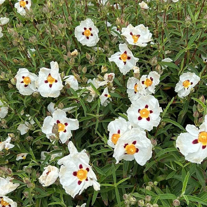 Cistus ladanifer – Gum rockrose