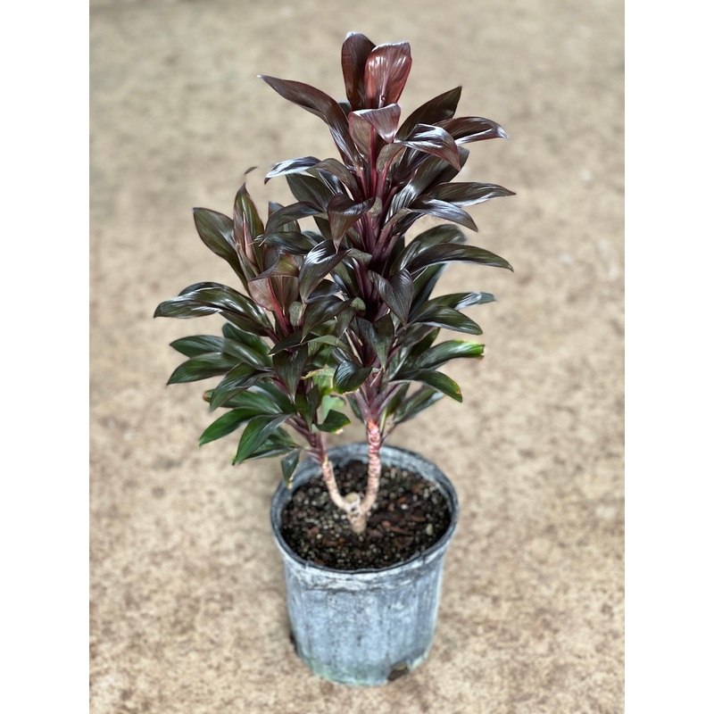 Cordyline fruticosa ‘Purple Compacta’