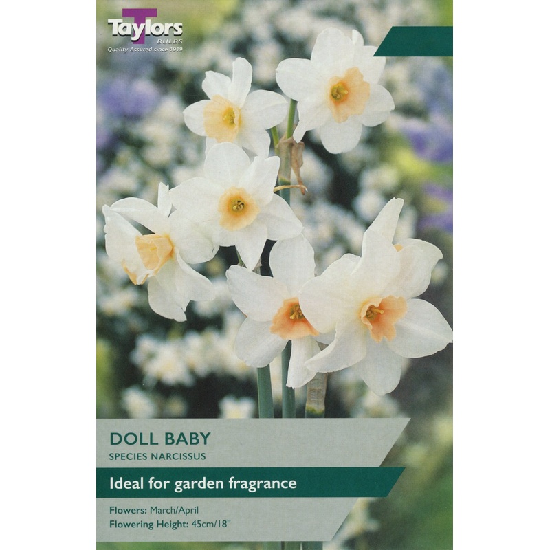Daffodil (Narcissus) Doll Baby