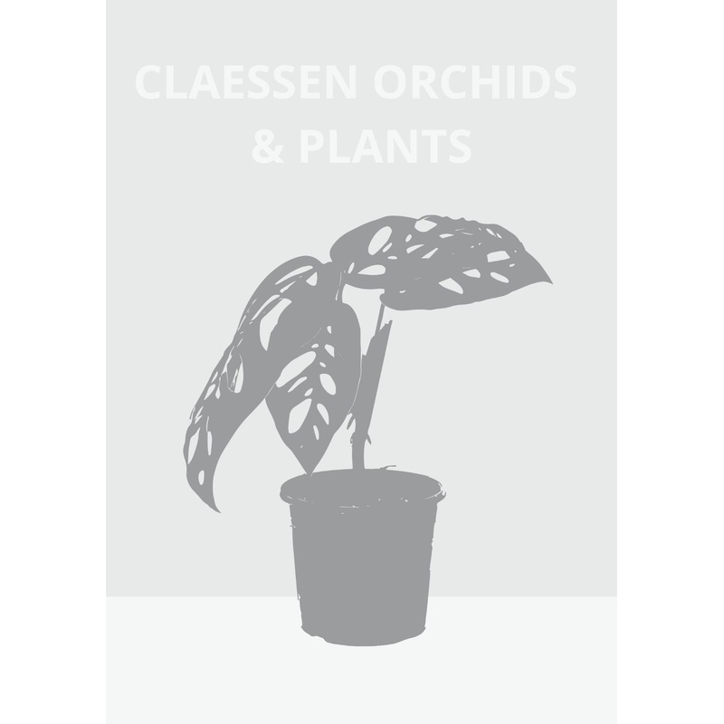 Dendrobium alaticaulinium|Nee|Ja