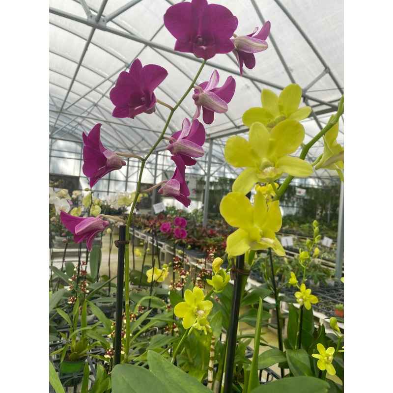 Dendrobium hybrid (mix color)
