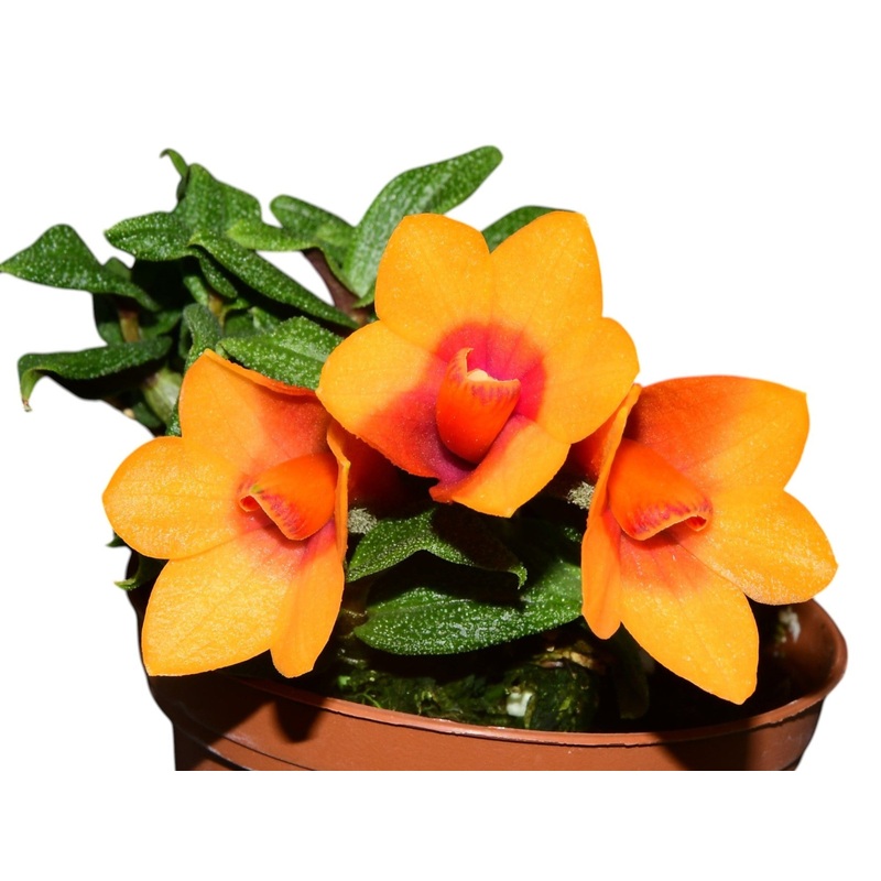 Dendrobium Swiss Mountain Palace Pepe