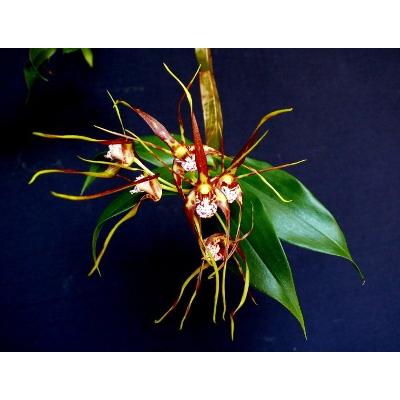 Dendrobium tetragonum|6 cm|Nee|Ja