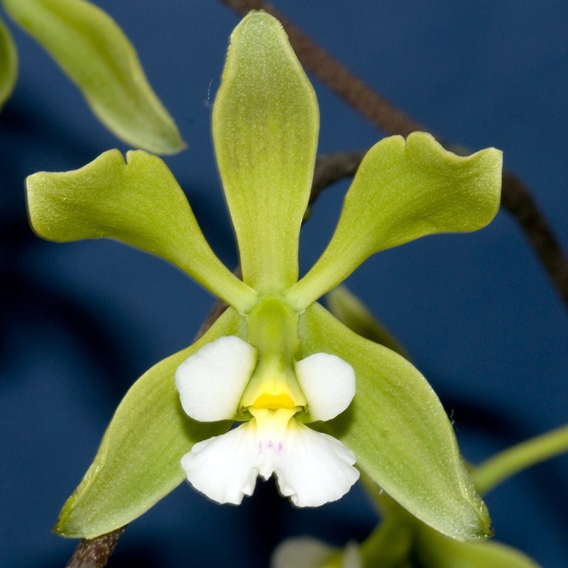 Encyclia alboxanthina