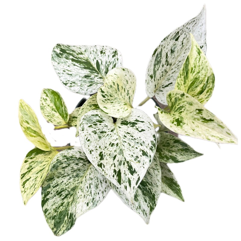 Epipremnum Marble Queen