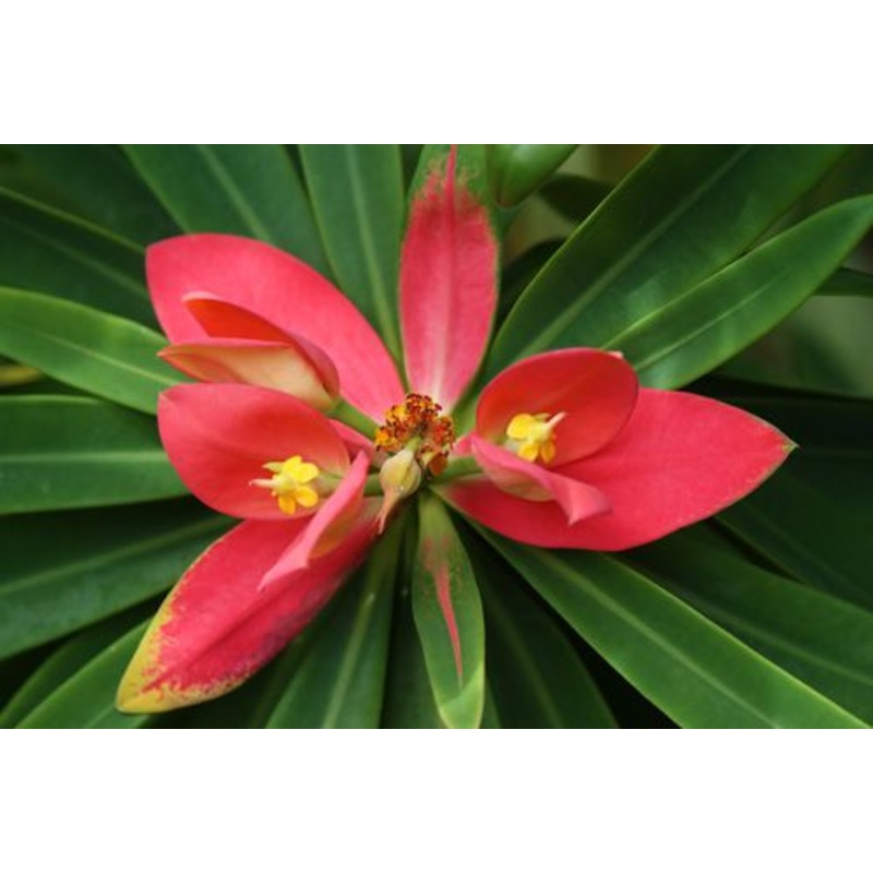 Euphorbia punicea
