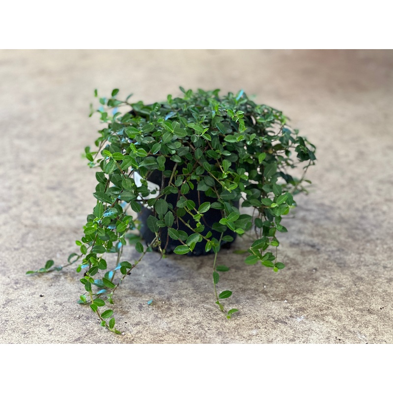Ficus vaccinioides