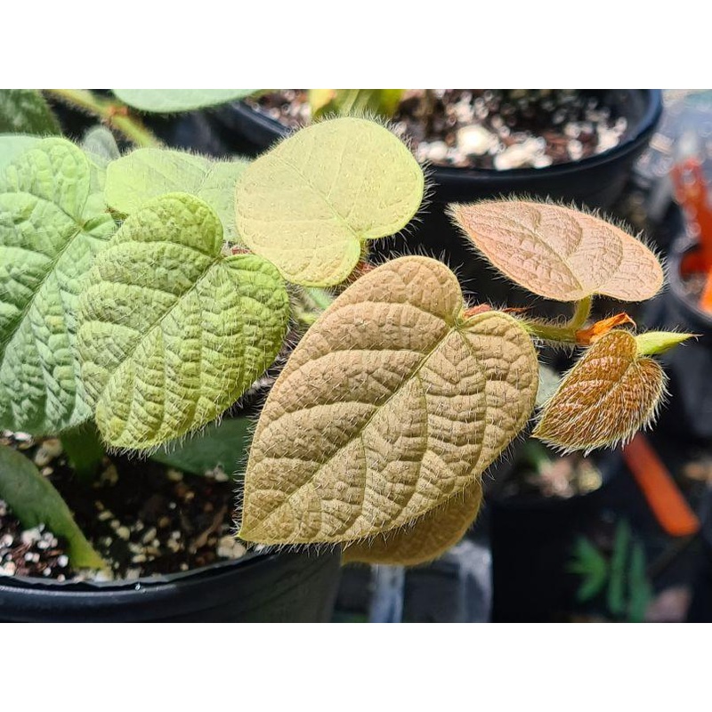 Ficus villosa