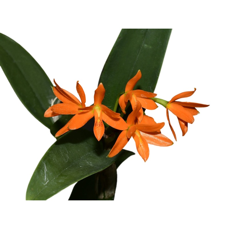 Guarianthe aurantiaca ‘Sin Manchas’