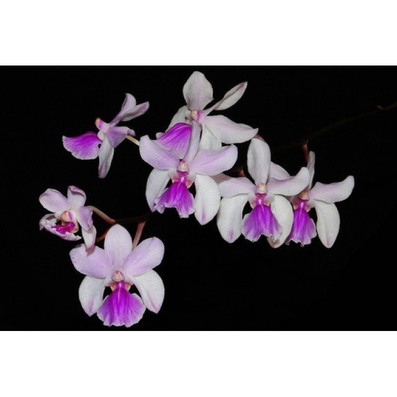 Holcoglossum amesianum|Nee|Ja