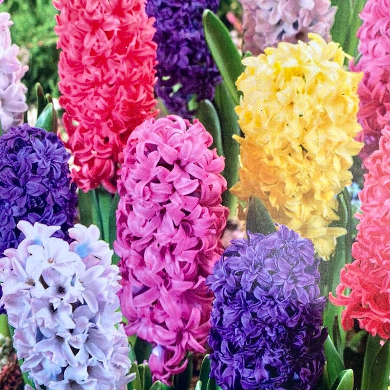 Hyacinth Garden Mix – Bulbs|5