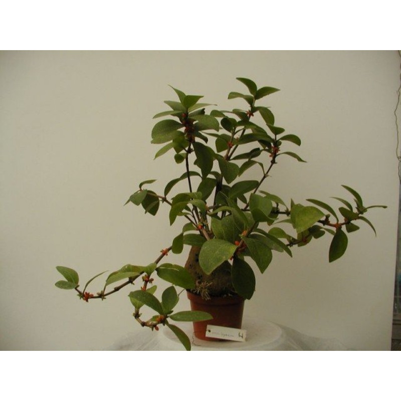 Hydnophytum mosleyanum|14 cm