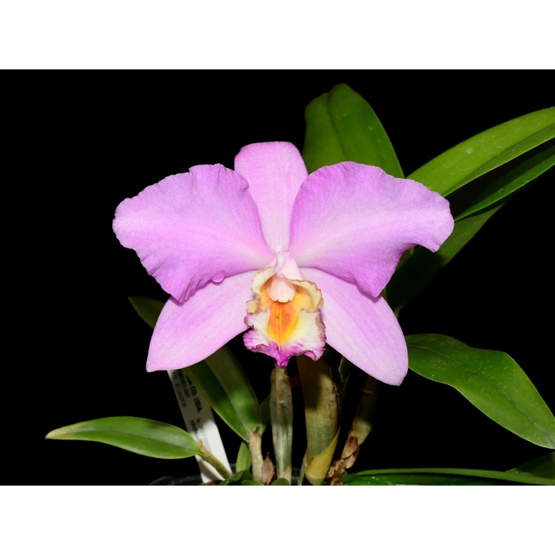 Laeliocattleya Maya Andina x Potinara Ruby Ace ‘Abe’