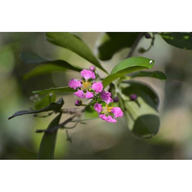 Malpighia glabra