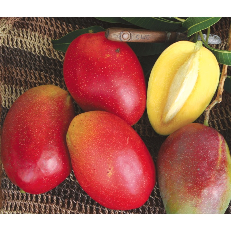 Mangifera indica ‘Cogshall’