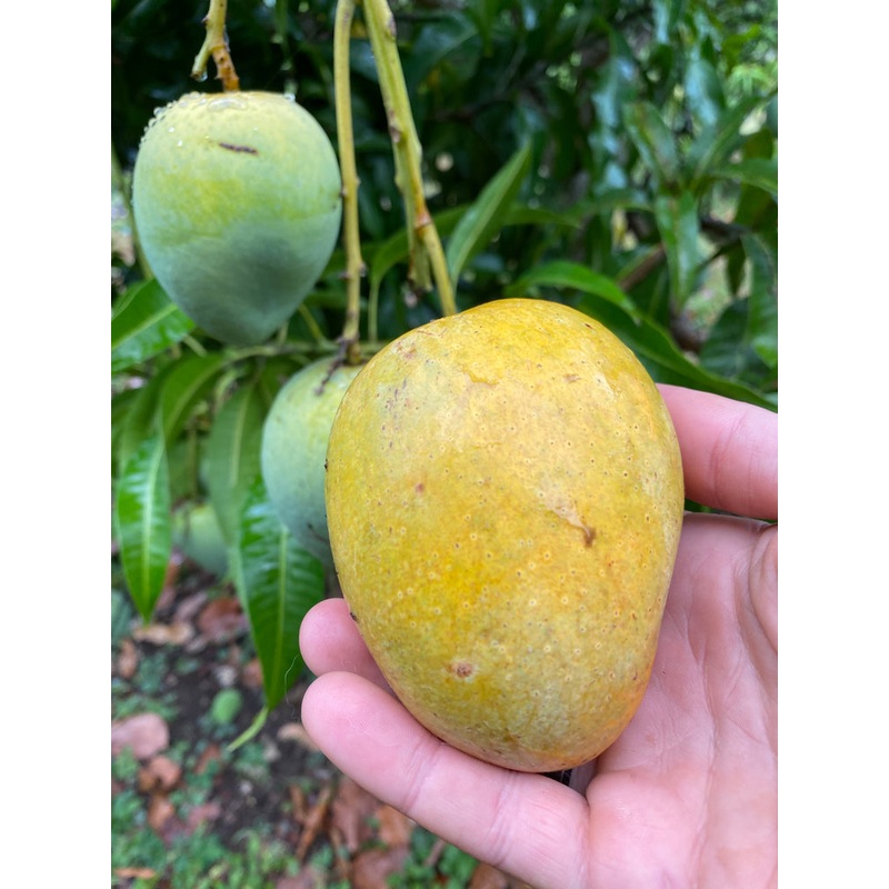 Mangifera indica ‘Fairchild’