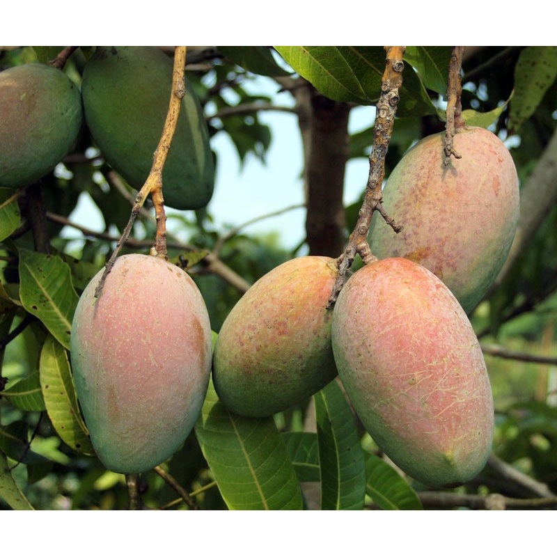 Mangifera indica ‘Fruit Cocktail’