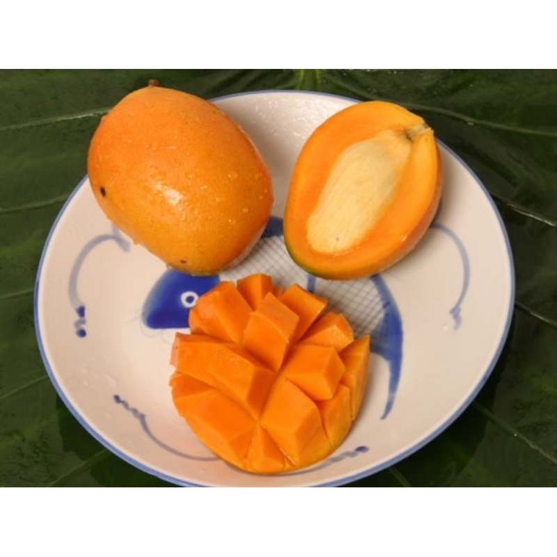 Mangifera indica ‘Golden Nugget’
