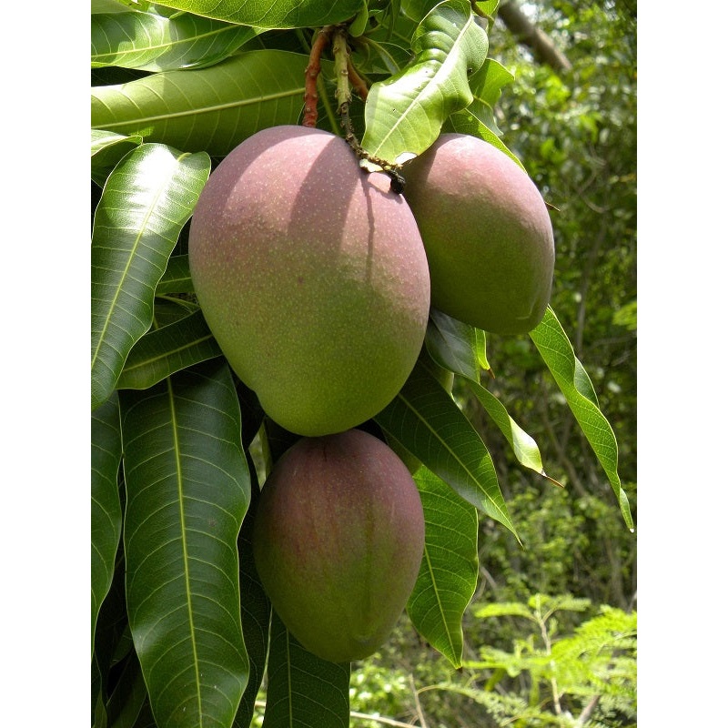 Mangifera indica ‘Kent’
