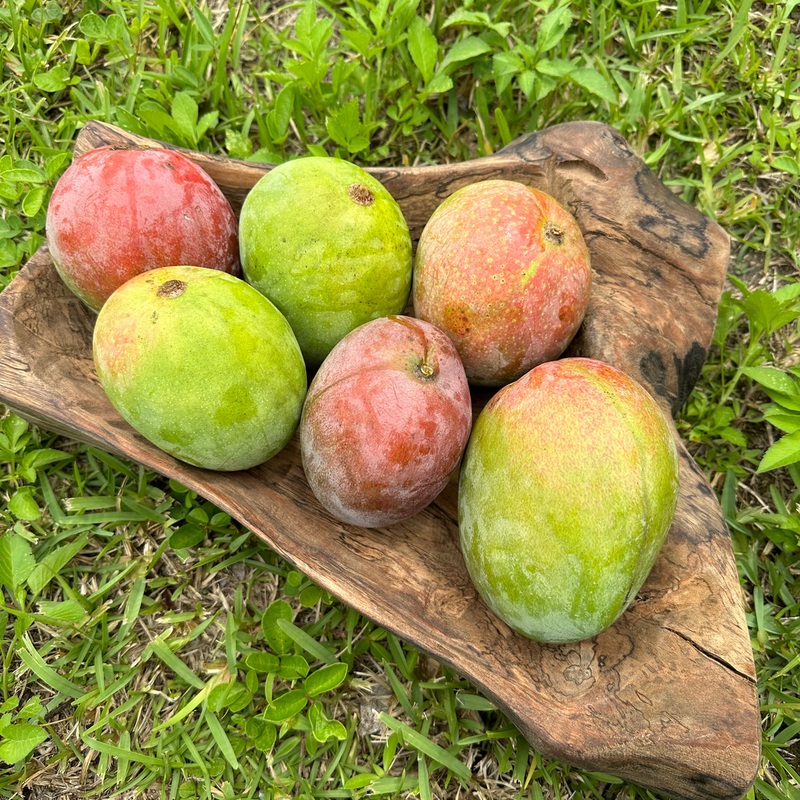 Mangifera indica ‘Super Alphonso’