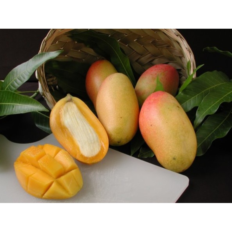 Mangifera indica ‘Valencia Pride’