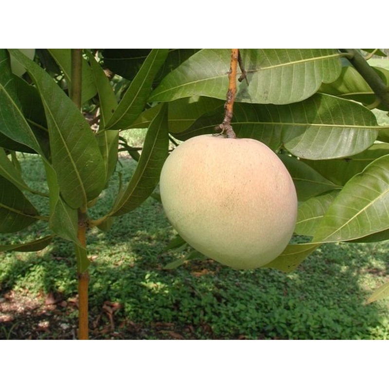 Mangifera indica ‘Young/Tebow