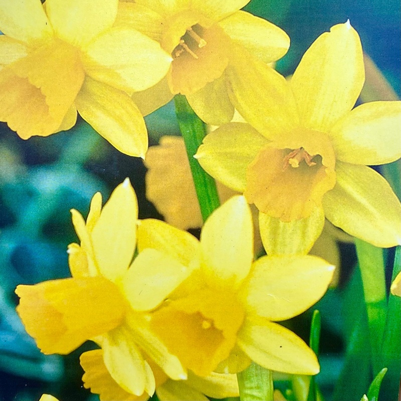 Mini Daffodil (Narcissus) Tete-a-Tete – Bulbs
