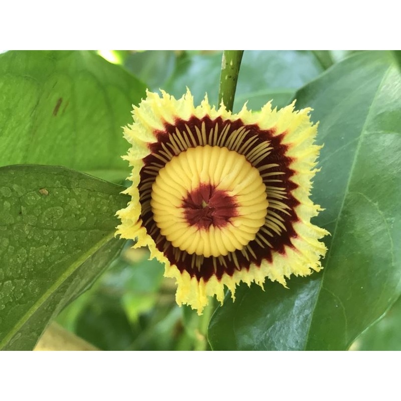 Napoleonaea beninensis