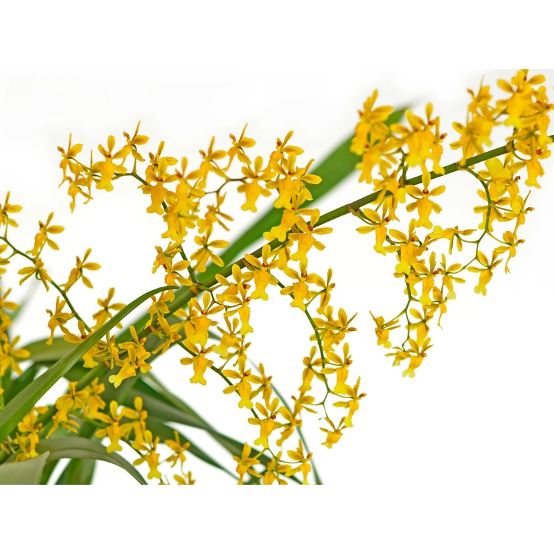 Oncidium chrysomorphum