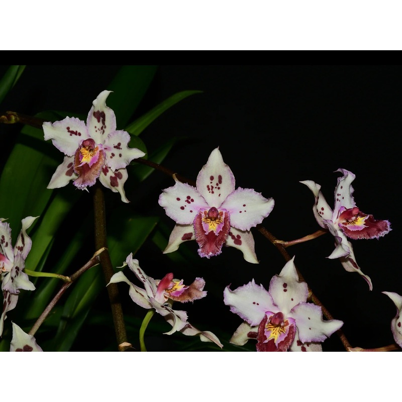 Oncidium Piti Duran