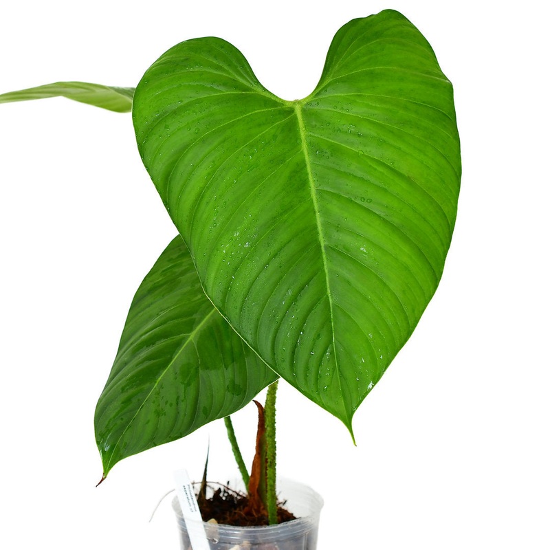 Philodendron asperatum cf
