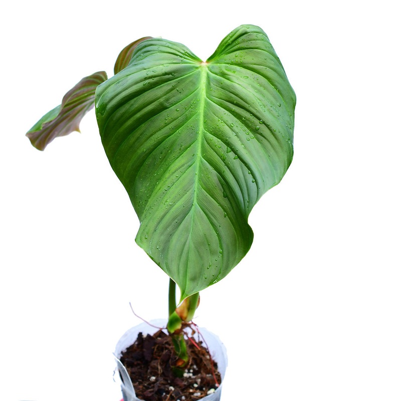 Philodendron asperatum red