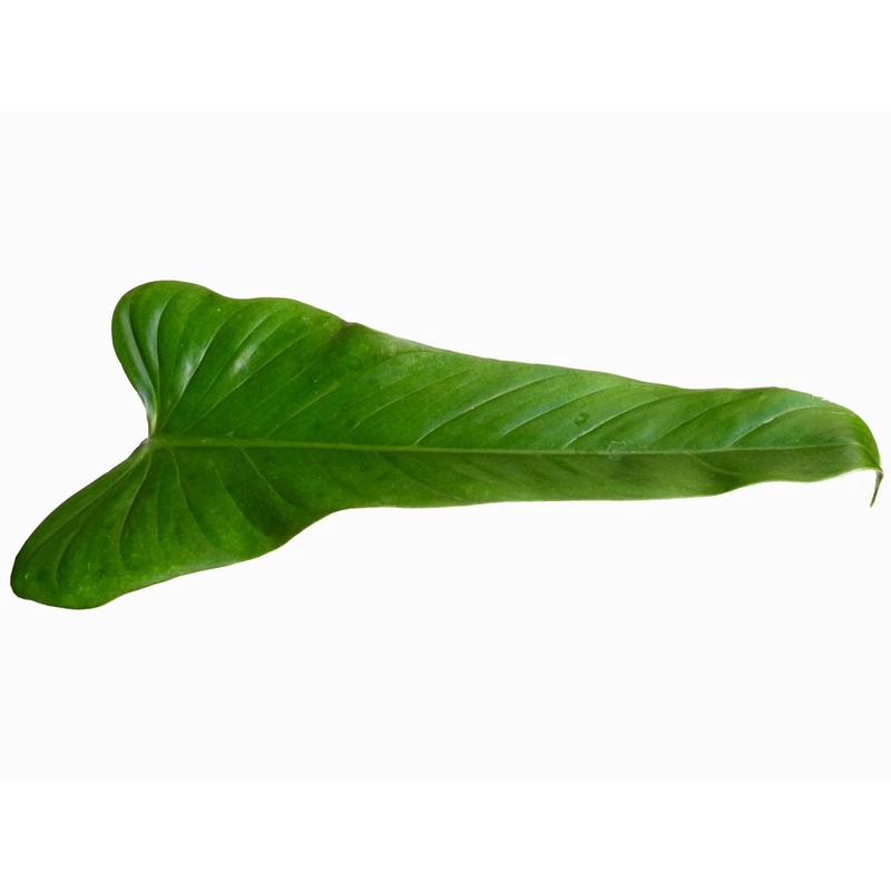 Philodendron asplundii cf