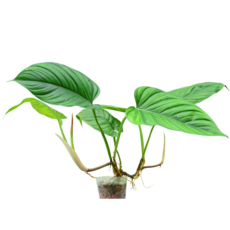 Philodendron ernestii