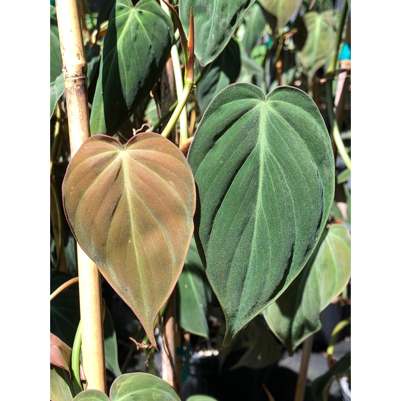 Philodendron micans