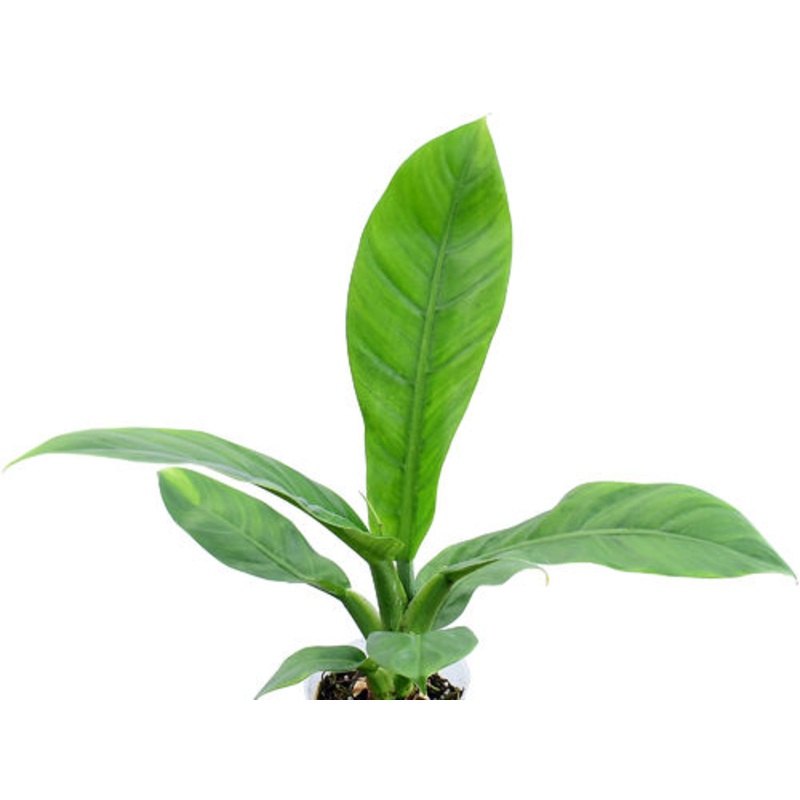 Philodendron pseudauriculatum