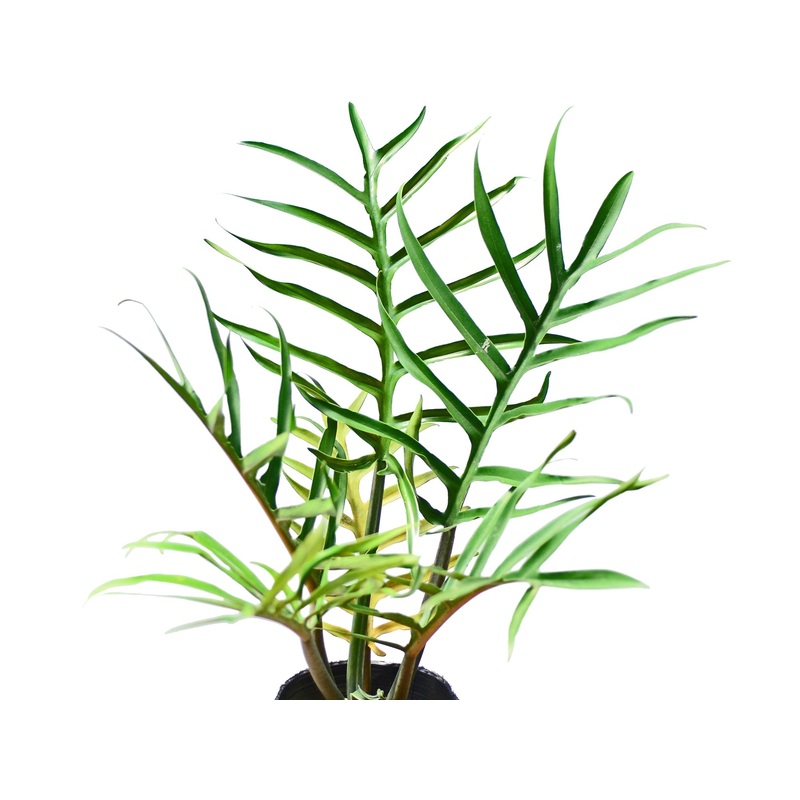 Philodendron tortum (seedling)